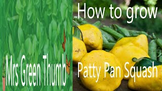 How to grow Patty Pan Squash From Seed to Plant [upl. by Ymmik]