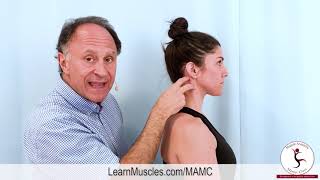 Muscle Anatomy Master Class Sternocleidomastoid Muscle Actions [upl. by Nhguaved927]