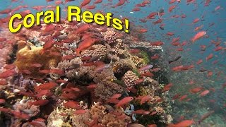 Coral Reef Biology  JONATHAN BIRDS BLUE WORLD [upl. by Gipsy]