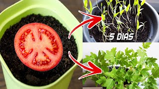 🍅🍅 Germinar tomates en 5 días en casa  Sembrar plantar y cultivar tomates [upl. by Barboza]