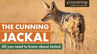 Learn the facts All you need to know about Jackal  EcoTraining [upl. by Tabshey]