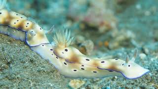 Nudibranch Trailing [upl. by Peddada]