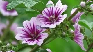 Common Mallow  Zebrina Cultivar Malva sylvestris [upl. by Ecurb]