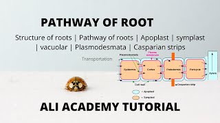 symplast And Apoplast Pathway  Transportation  Class 11 Biology [upl. by Brackett398]