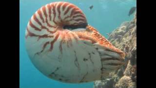 The Chambered Nautilus [upl. by Nayar536]