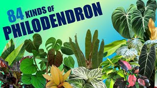 84 SPECIES OF PHILODENDRON  HERB STORIES [upl. by Mickey328]