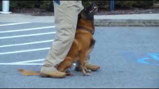 Police K9 Tactical Obedience Training [upl. by Teuton315]