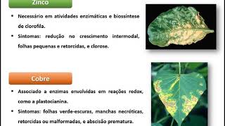 Fisiologia Vegetal  Deficiências Nutricionais [upl. by Pontius]