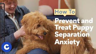 How to Prevent and Treat Puppy Separation Anxiety  Chewtorials [upl. by Aicenad354]