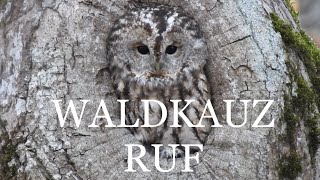 Waldkauz  Ruf Stimme [upl. by Cirdes]