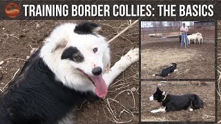 Training Border Collies The Basics [upl. by Aivull814]