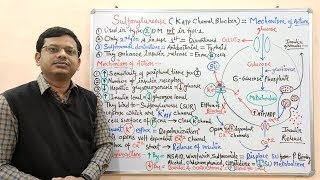 Diabetes Mellitus Part10 Mechanism of Action of Sulfonylurease  Antidiabetic Drugs  Diabetes [upl. by Eirelav464]