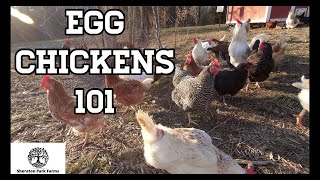 Beginners Guide To Egg Laying Chickens  Egg Chickens 101 [upl. by Eiznil835]