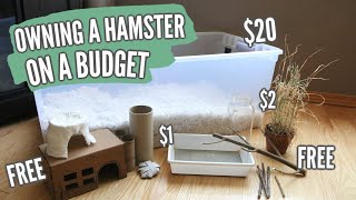 Owning a Hamster on a BUDGET [upl. by Rhodia486]