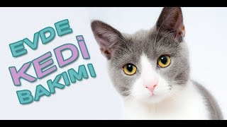 Evde Kedi Bakımı [upl. by Dnanidref]