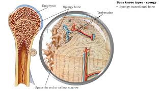 Major Bone Markings  Anatomy and Physiology 1 [upl. by Ibmat]