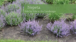 Nepeta Variety Comparison  Walters Gardens [upl. by Shawna]