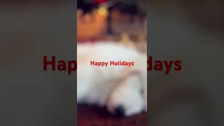 Puppies napping under Christmas Tree [upl. by Lauryn]