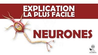 lexplication la plus facile  Neurones et Transmission Neuronale [upl. by Tandie]