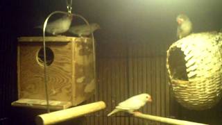 How To Breed Zebra Finches [upl. by Johnny455]