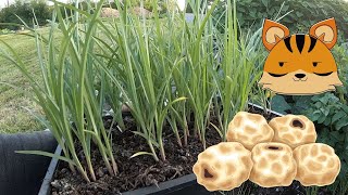 How to Plant Tiger Nuts Chufa [upl. by Ameehs498]