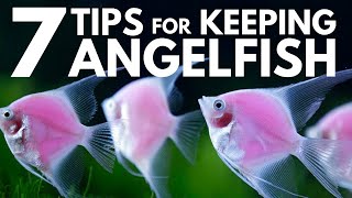 7 Tips for Keeping Angelfish in an Aquarium [upl. by Derf]