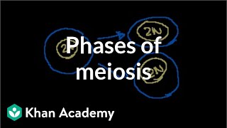 Phases of Meiosis [upl. by Eleets]