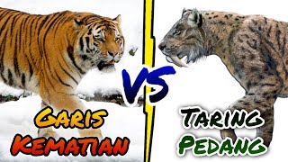 SMILODON VS HARIMAU ⁉️ EPIC BATTLE [upl. by Ailido]