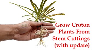 Grow croton plants from stem cuttings [upl. by Unhsiv]