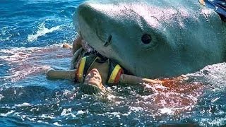 Top 5 Shark Attacks Caught On Camera  TheMysterySeeker [upl. by Arocahs]