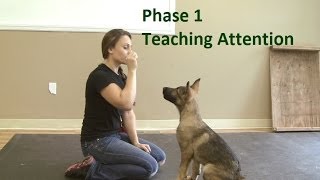 How to Train a Dog to Pay Attention K91com [upl. by Padegs635]