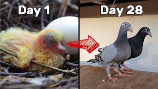 Baby Pigeons Growing  Four Weeks Day by Day [upl. by Afihtan]