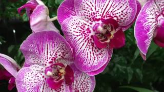 Pruning Phalaenopsis Orchids to get them to rebloom [upl. by Wilona901]