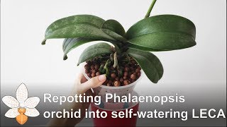 Repotting Phalaenopsis orchid into selfwatering LECA [upl. by Leifer]