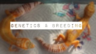 Basic Guide To Leopard Gecko Genetics amp Breeding [upl. by Saerdna655]