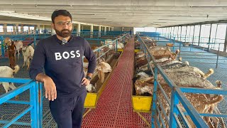 Pakistan Modern Goat Farm Alpha Livestock and GoatFarm goat goatfarming farming business farmer [upl. by Soo620]