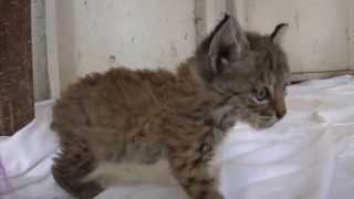 Chips the Baby Bobcat [upl. by Montana752]