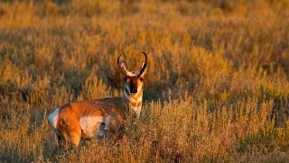 Pronghorn Experts in Speed and Sight [upl. by Pasquale]