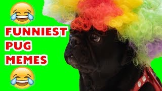 Funniest Cute Pug Memes Compilation Ever [upl. by Swarts]