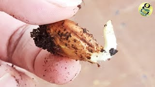 GROW ALMOND TREE FROM ALMOND  EASIEST METHOD  BADAM SEED GERMINATION [upl. by Werra844]