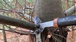 Pruning Pine Trees [upl. by Marni347]