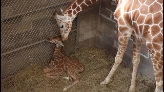 Zoo Knoxville giraffe Frances gives birth [upl. by Zug462]