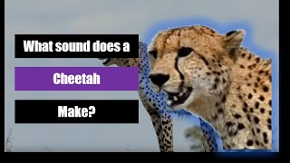 What sound does a Cheetah make [upl. by Neliac]