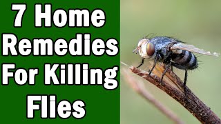 7 Home Remedies For Killing House Flies [upl. by Eibot791]