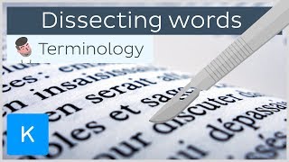 How dissecting words can help you be a pro in anatomical terminology  Kenhub [upl. by Genvieve107]