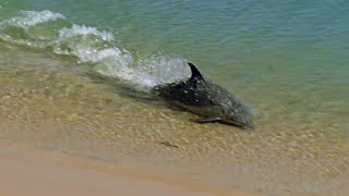 Hydroplaning Dolphins  Planet Earth  BBC Earth [upl. by Nnyleuqaj255]