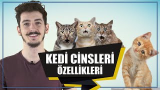 Kedi Cinsleri ve Özellikleri [upl. by Cantone5]