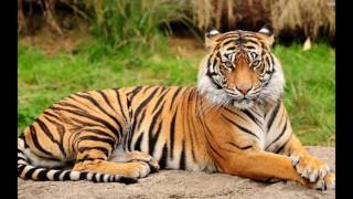 Royal Bengal Tiger Picture Only For Kids [upl. by Poliard]