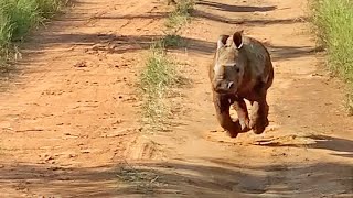 The Most Excited Baby Rhino Ever [upl. by Ammadas]