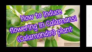 How to induce flowering in Calamansi Calamondin plant [upl. by Ramsa]